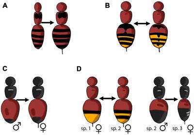 Aculeate Hymenopterans as Aposematic and Mimetic Models